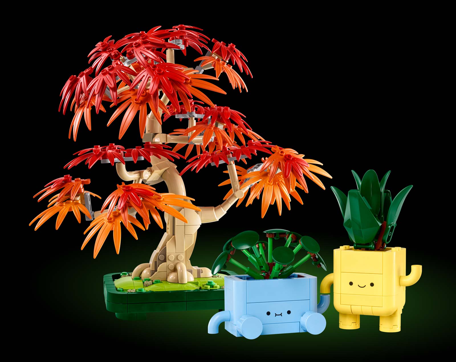 Revealed: 10348 Japanese Red Maple Bonsai Tree and 10349 Happy